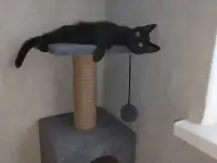 нужно пристроить котика, фотография 2