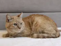 Чудесный рыжий котик Симбочка ищет дом и семью!, фотография 4