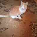 Котик