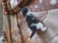 Котята в дар, фотография 6