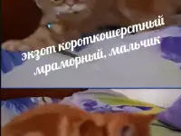 Котята экзотические короткошерстные, фотография 2