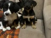 Домашние питомцы
