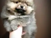 Померанский шпиц, щенки. Мини мишки, фотография 3