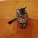 Котик Пуська ищет дом!, фотография 4