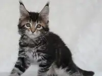 Кошечка мейн-кун, фотография 5