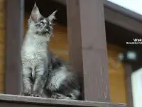 Мейн-кун ( девочка), фотография 3