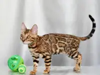 Лучшие бенгальские котята: крупный мальчик, фотография 4