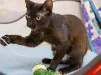 Черная кошечка котенок Фелиция в поисках семьи и дома!, фотография 4