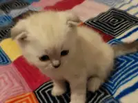 Шотландские вислоухие котята, фотография 4