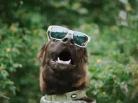 Молодой Пёсик. Хороший мальчик, фотография 8