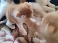 Отдам котят, фотография 5