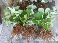 Рассада клубники, фотография 3