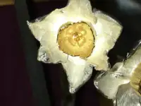 Сувениры (Христов)из серебра., фотография 6