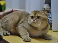 Шотландцы, фотография 2