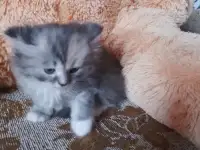 британские котята, фотография 12