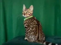 Ласковый бенгальский мальчик