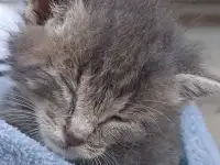 Срочно! Маленький Котенок мальчик в дар!