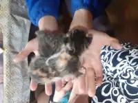 Бесплатно котят