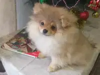 Шпиц мальчик, фотография 2