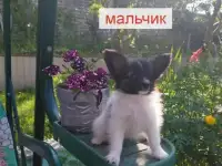 Щенки Папийон, фотография 3