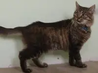 Умный молодой кот Шурик в дар, фотография 6