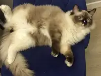 Котенок рэгдолл, фотография 3