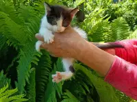 Котята, фотография 2