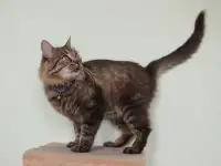 Умный молодой кот Шурик в дар, фотография 5