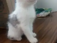 Отдам котенка в добрые руки (девочка)
