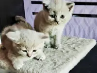 Котята Скоттиш-Страйт, фотография 7