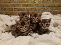 Продам шикарных котят породы бенгальские кароткошорстные, фотография 2