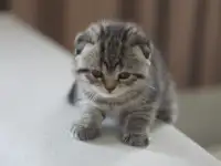 Шотладнские  вислоухие