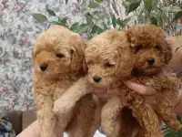 Той Пудель щенки мальчики и девочки, фотография 5