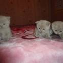 шотландские вислоухие и прямоухие котята, фотография 5