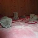 шотландские вислоухие и прямоухие котята, фотография 7