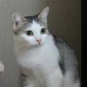 Стерилизованная кошка в дар.