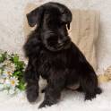 Щенки ризеншнауцера