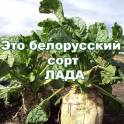 Высокоурожайные семена кормовой свеклы сорт ЛАДА