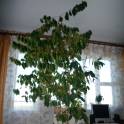 Кофейные деревья, фотография 2