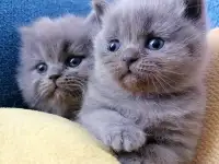 Котята, фотография 3