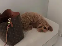 Эксклюзивные щенки мальтипу и кавапу