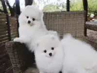 Registered Cute White Male  Female Pomeranian Puppies