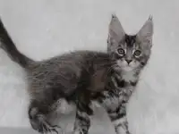 Кошечка породы мейн-кун., фотография 3