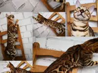 Бенгальские котята, фотография 6