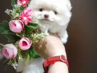 Померанский шпиц, девочка. Мини мишка, фотография 2