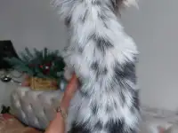 Чихуахуа мини мальчик.Эксклюзив., фотография 4