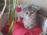 Шотландские котята золотая шиншилла. Договорная, фотография 4