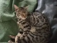 Пропал котенок бенгал, фотография 3