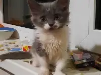 Кошка-с-ладошку ищет семью!