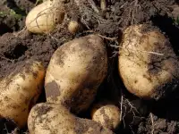 Продам картофель домашний., фотография 3